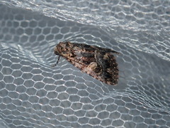 Condica macrosema