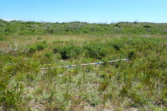 Cymbopogon marginatus