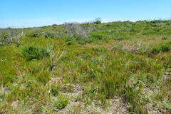 Cymbopogon marginatus