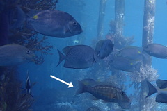 Lethrinus rubrioperculatus