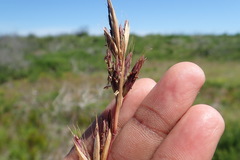 Cymbopogon marginatus