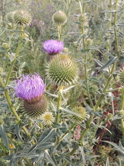 Cirsium ciliatum