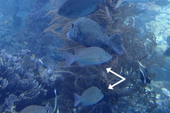 Lethrinus obsoletus