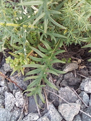 Cirsium ciliatum