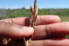 Cymbopogon marginatus