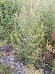 Cirsium ciliatum