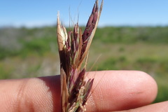 Cymbopogon marginatus