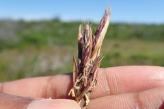 Cymbopogon marginatus