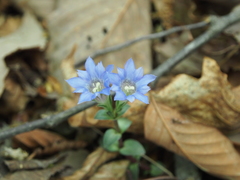 Gentiana zollingeri