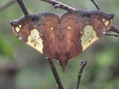 Atelocentra chloraspis
