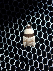 Zonopetala glauconephela