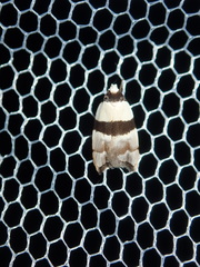 Zonopetala glauconephela