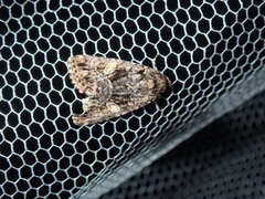 Condica macrosema
