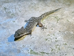 Dixonius dulayaphitakorum