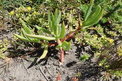 Carpobrotus deliciosus
