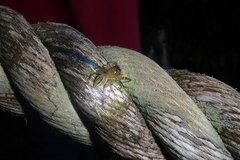 Colyttus