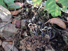 Poronia pileiformis