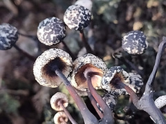 Poronia pileiformis