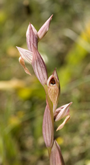 Serapias parviflora