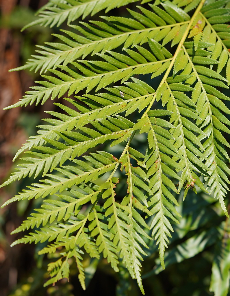 king fern (Lower orders of plants of the Mfolozi River catchment, South ...