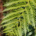 King Fern - Photo (c) Reiner Richter, some rights reserved (CC BY-NC-SA), uploaded by Reiner Richter