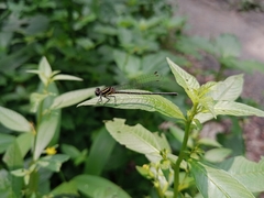 Onychargia atrocyana