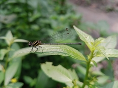 Onychargia atrocyana