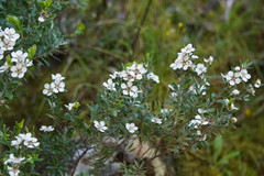 Leptospermum turbinatum