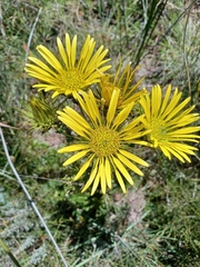 Berkheya carlinoides