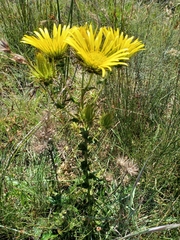 Berkheya carlinoides