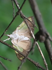 Atelocentra chloraspis