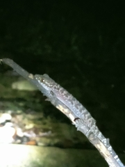 Cyrtodactylus ranongensis