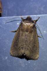 Bityla defigurata