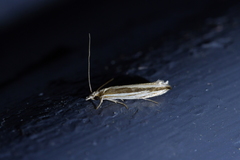 Erechthias stilbella