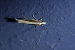 Erechthias stilbella