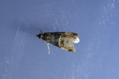Eudonia chlamydota