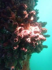 Pyura praeputialis
