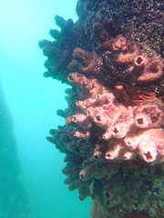 Pyura praeputialis