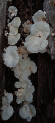 Basidiomycota