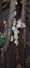 Basidiomycota