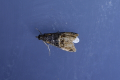 Eudonia chlamydota
