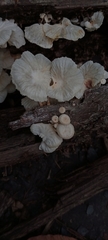 Basidiomycota