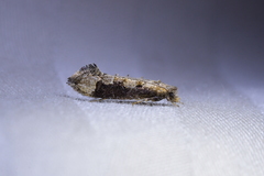 Trithamnora certella