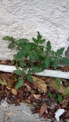 Solanum lycopersicum