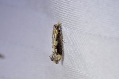 Trithamnora certella