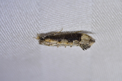 Trithamnora certella