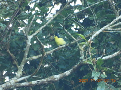Machlolophus holsti