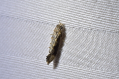 Trithamnora certella