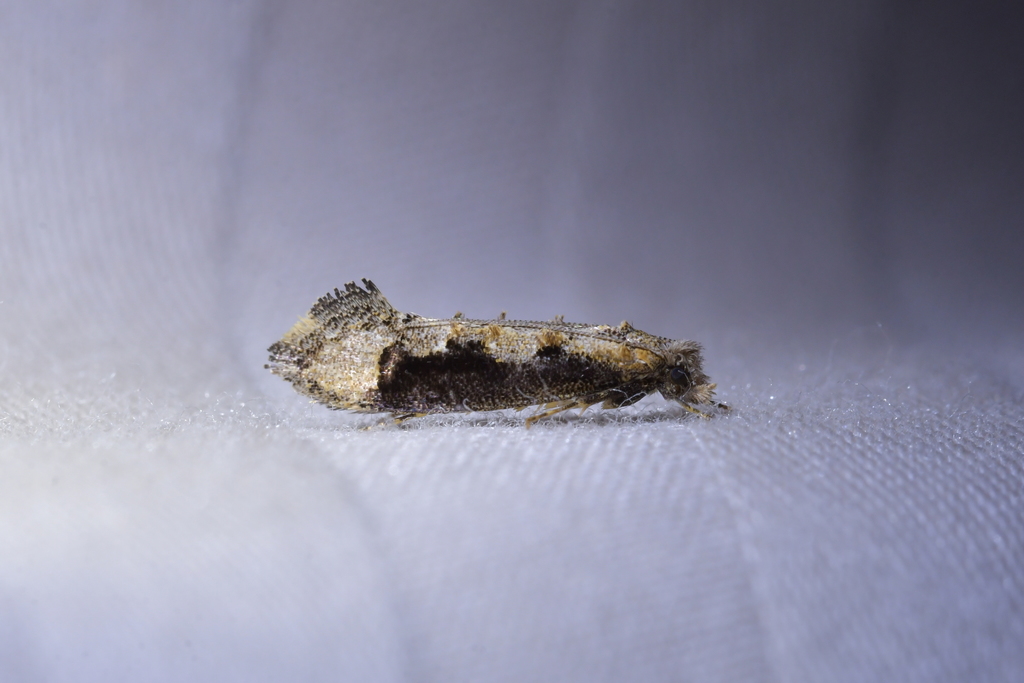 Trithamnora certella