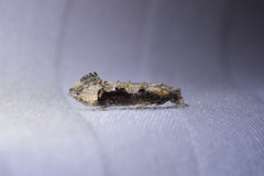 Trithamnora certella